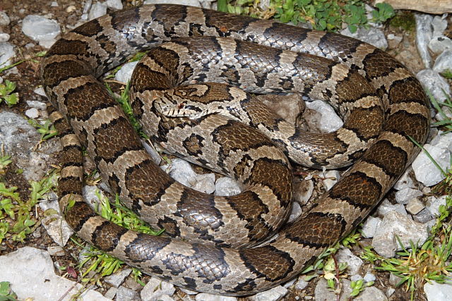 Clark County Milk Snake 2013.