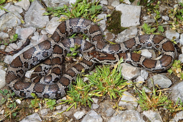 Clark County Yearling Milk Snake 2013.