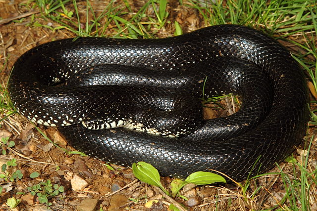 Bullitt County Black Kingsnake 2013.