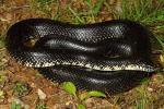 Bullitt County Black Kingsnake 2013.