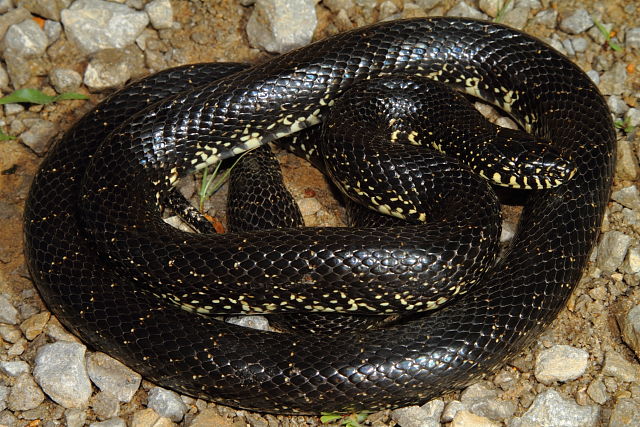 Calloway County Black Kingsnake 2013.