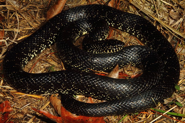 Calloway County Black Kingsnake 2013.