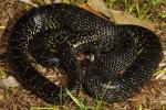 Fulton County Black Kingsnake Gravid 2013.