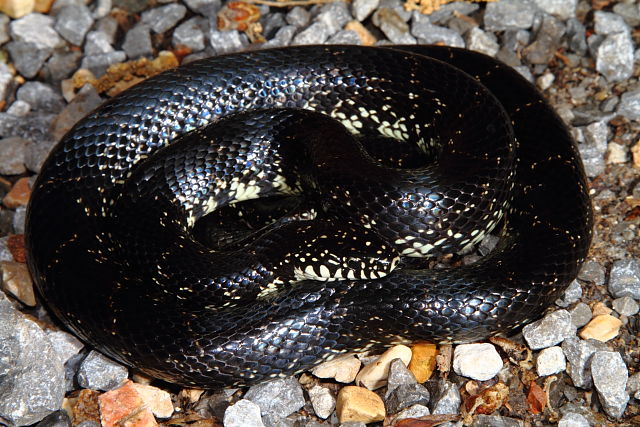 Lyon County Black Kingsnake 2013.