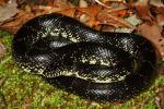 Trigg County Black Kingsnake 2013.