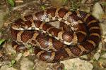 Intergrade Milk Snake From Bullitt County, KY 2013.