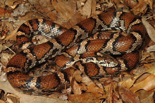 Intergrade Milk Snake From Lyon County, KY 2013.