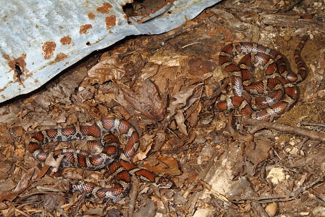 Intergrade Milk Snakes In-Situ From Bullitt County, KY 2013.