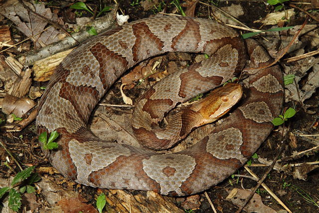 Copperhead From Bullitt County, KY 2013.