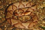 Copperhead From Trigg County, KY 2013.