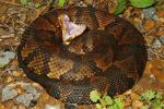 Cottonmouth From Marshall County, KY 2013.