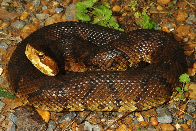 Cottonmouth From Marshall County, KY 2013.