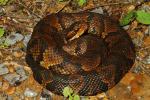 Cottonmouth From Marshall County, KY 2013.