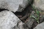 In-Situ Cottonmouth From Marshall County, KY 2013.