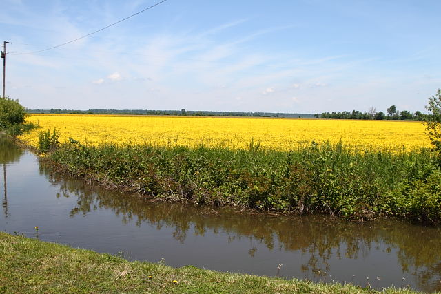 Agricultural Ditch And Field Habitat 2013.