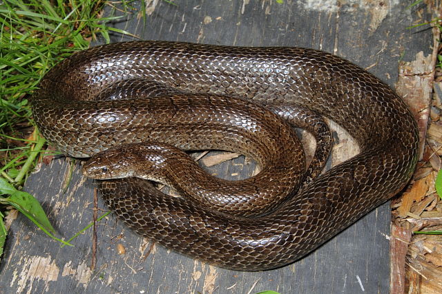 A Prairie King From Jefferson County 2013.