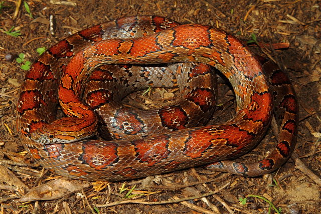 A Corn Snake From Hart County 2013.