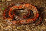 A Corn Snake From Hart County 2013.