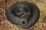 Eastern Hognose From Edmonson County 2013.