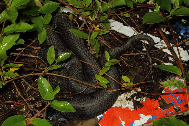 In-Situ Eastern Hognose From Edmonson County 2013.