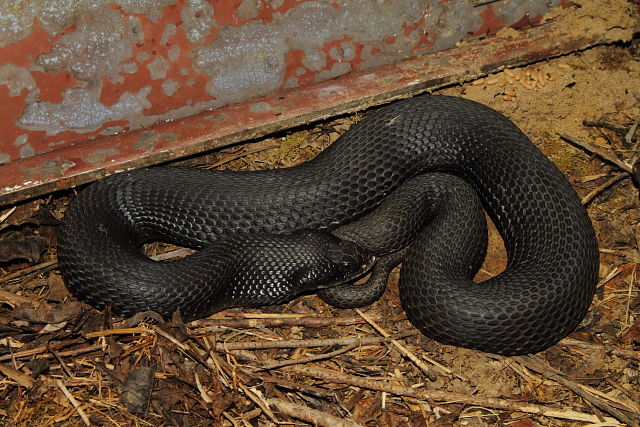 In-Situ AEastern Hognose From Edmonson County 2013.