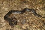 In-Situ Eastern Hognose From Hart County 2013 Preparing For Ecdysis.