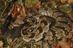 A Timber Rattlesnake From Meade County 2013.