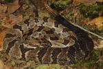 A Timber Rattlesnake From Meade County 2013.