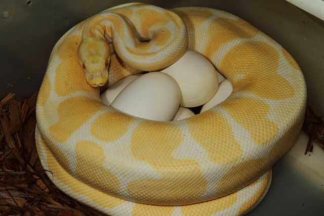 Ball Python 2013 Clutch #8 Liad 20 May. Albino Tiger X Albino Tiger. Both Parents From Paradox Producing Poss Het Snow Line.