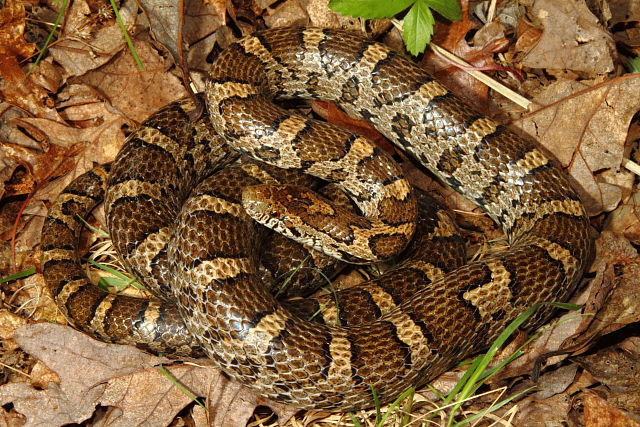 Casey County Milk Snake May 2013.