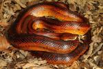 Corn Snake Robust Male From Hart County 2013.