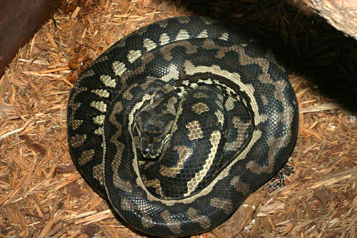 A Gravid Female.