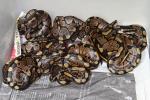 2013 Ball Python Clutch #1. 100% Het Lavender Albino Hatch 1 June.