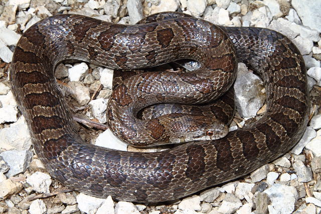 Gravid Prairie King Jefferson County, KY.