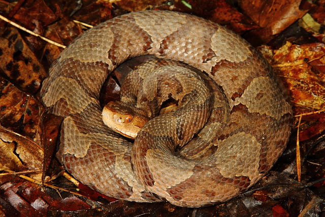 Breathitt County Copperhead 2013.