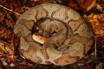 Breathitt County Copperhead 2013.