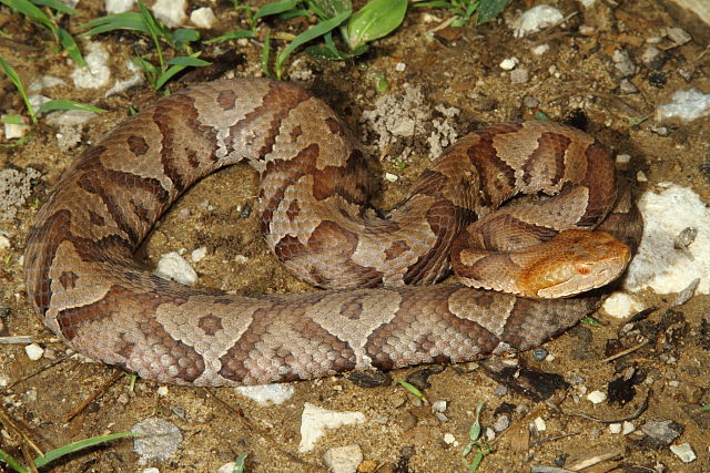 Breathitt County Copperhead 2013.