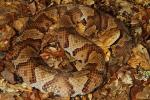 Meade County Copperhead 2013.