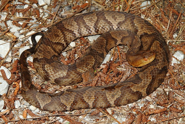 Meade County Copperhead 2013.