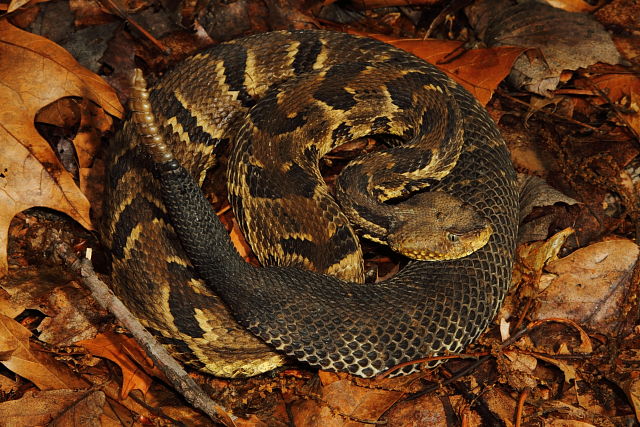 Timber Rattlesnake From Breathitt County 2013.