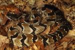 Timber Rattlesnake From Casey County 2013.