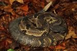 Timber Rattlesnake From Breathitt County 2013.