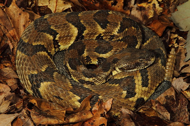 Timber Rattlesnake From Breathitt County 2013.