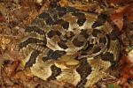 Timber Rattlesnake From Meade County 2013.