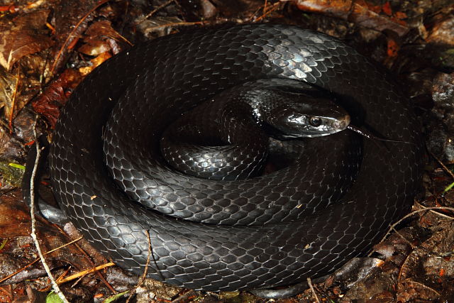 Black Racer From Breathitt County 2013.