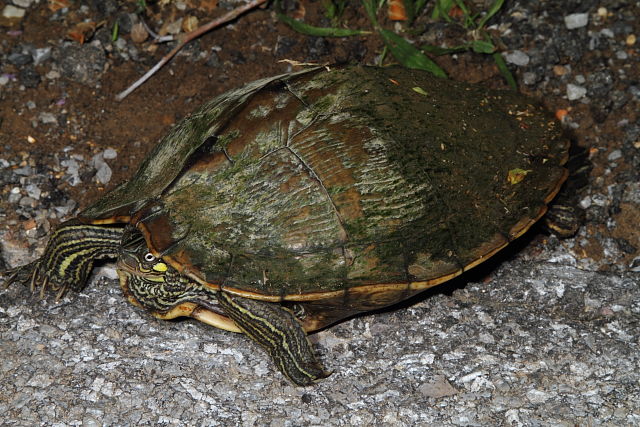 A Quachita Map Turtle Laying Eggs 2013.