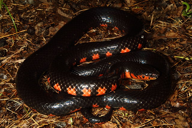 A Western Mud Snake Found In The Jackson Purchase 2013.