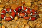 A Red Milk Snake From Carlisle County 2013.