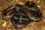 Graves County Rat Snake 2013.