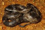 Hickman County Rat Snake 2013.